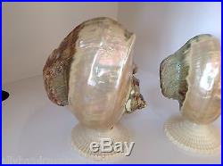 Antique Art Deco Nouveau Nautilus Seashell Sea Shell Figural Lamp Shade Pair